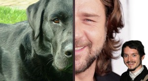 "Part Labrador retriever, Part Russell Crowe on a bender" (and Elijah, too!)